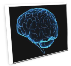 cerebro (1)